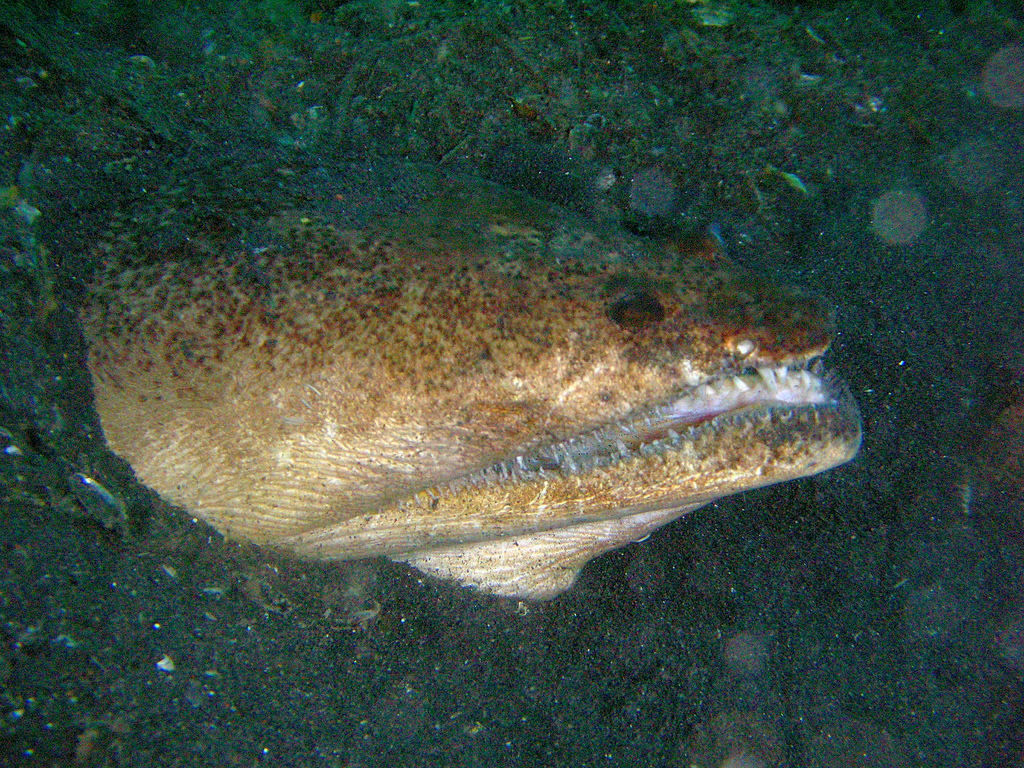 Brachysomophis cirrocheilos (Anguilla coccodrillo maculata)